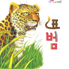 표범