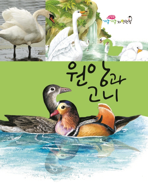 Mandarin Ducks and Swans